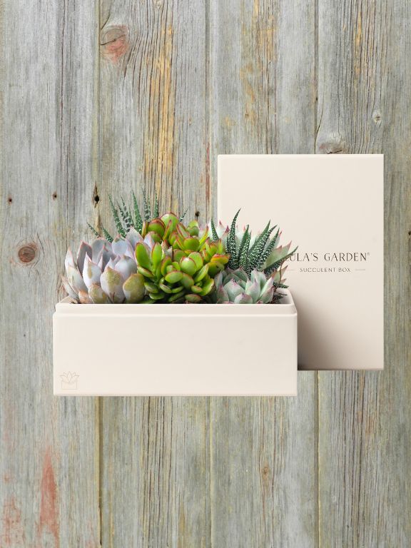 LULAS GARDEN URBAN SUCCULENT PLANT GARDEN